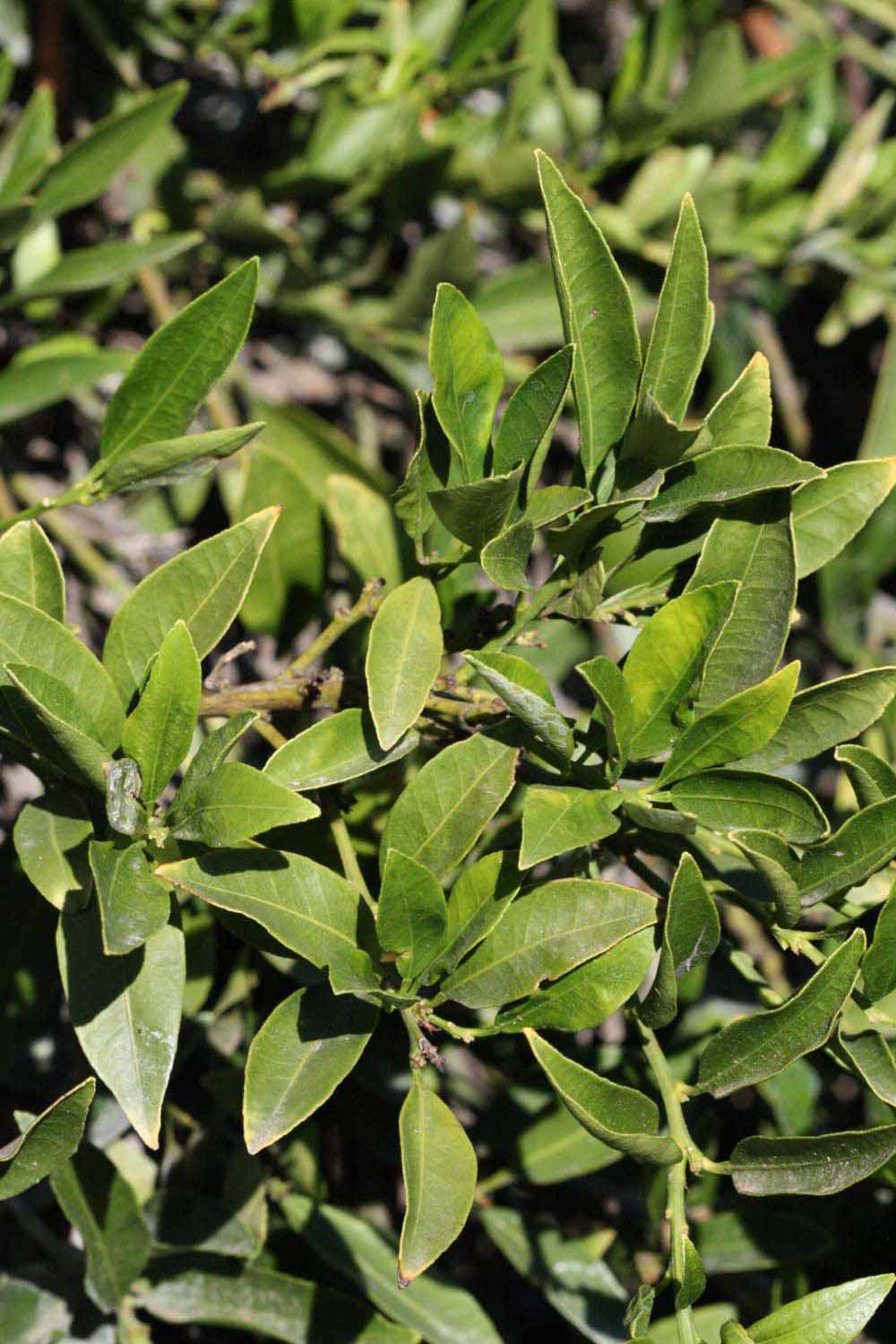              Sun leaves (Riverside, CA)       